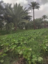 خلف جامعة بابل • طابو زراعي • ٤٠٠٠م
