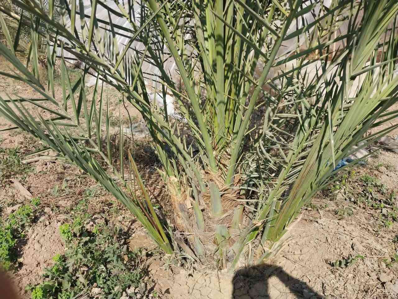 متوفر فسائل استعمران وخضراوي وفسائل عبد الهادي  باحجام مختلفه ويوجد خدمة توصيل باي مكان بلعماره وكذالك قلع وشتال والمشتري مخير.  وامانة الله ورسوله حسب طلب المشتري  *********** ابو احمد عمارة, ميسان
