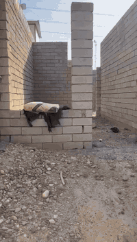 هيكل مساحه 150متر بدايه الفرسان مقابيل الحفره عل شارع السعر 25
***********
