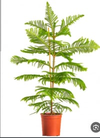 مشتل الجوري • شجرة أروكاريا • قفصة