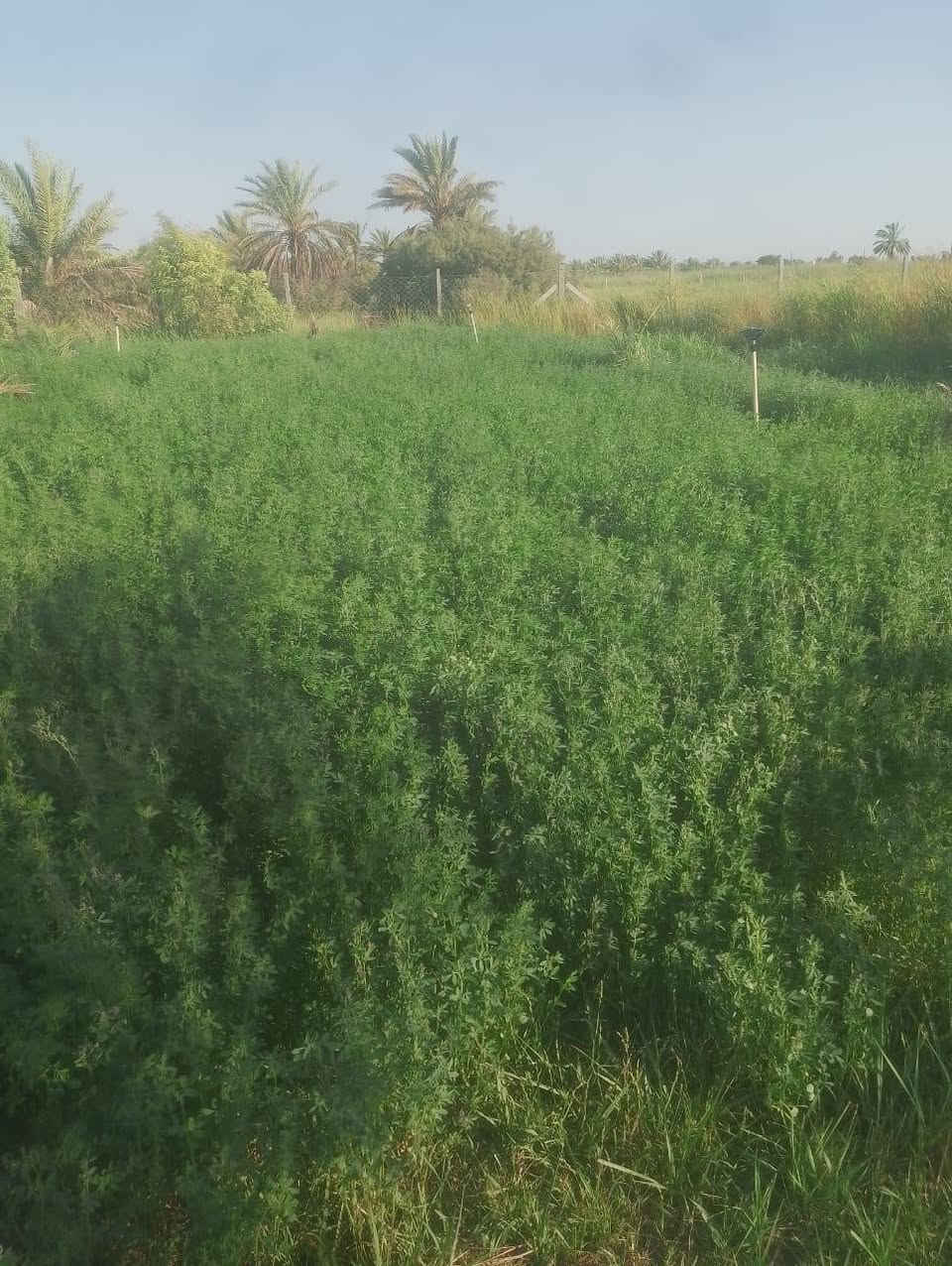 يوجد جت ومانيكوم او شعير صيفي للضمان تواصل على الرقم ***********
دجيل صلاح الدين
