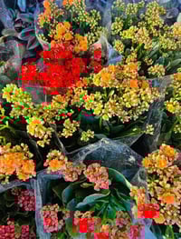 مشتل تل الورد • بابل المدحتية • أشجار مثمرة