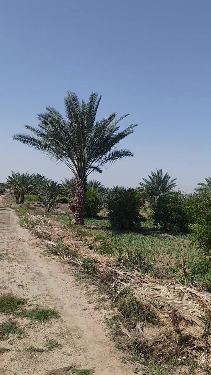 بستان 9 للبيع دونم صابو صرف الدوانيه السنيه نزلت سيد جرص قرية حمزه ال غانم مزروع كله اشجار النيخل حمال 217  أشجار التين 55 أشجار رمان 80 أشجار عنب 8 أشجار تكي 1 أشجار السدر 1 بالاضافه ثلاث ابار ماء مع حصه جدول يعني ماي متوفر تفاصيل أكثر الاتصال على الرقم ***********
