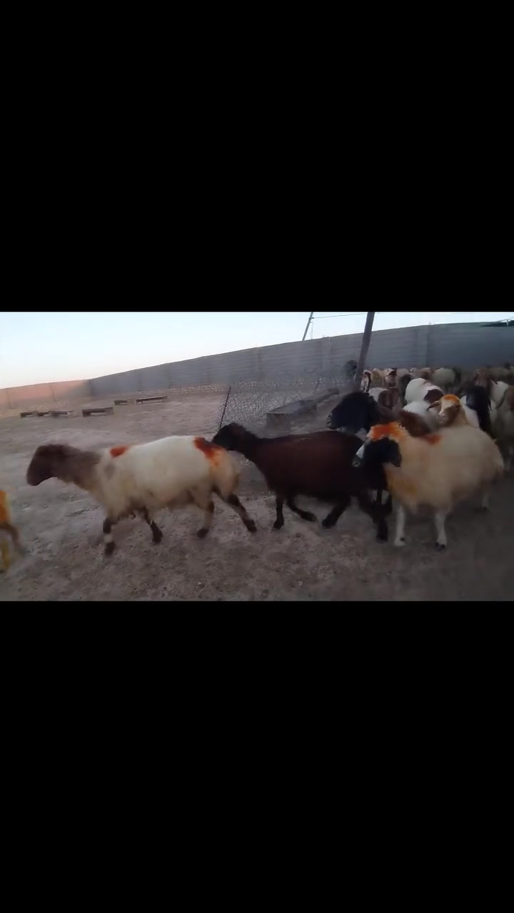 السلام عليكم يا شباب هذه غنم حلوه مال الدنيا كلها سن وشطر مكان قضاء القائم الانبار كلها ماخذه فحل بها محاطيط مكان قضاء القائم الانبار يوجد توصيل حسب الاتفاق للاستفسار على الرقم *********** / وهذا الرقم الزين بس واتساب ***********/  بيع او شراء المواشي في علوه القائم
