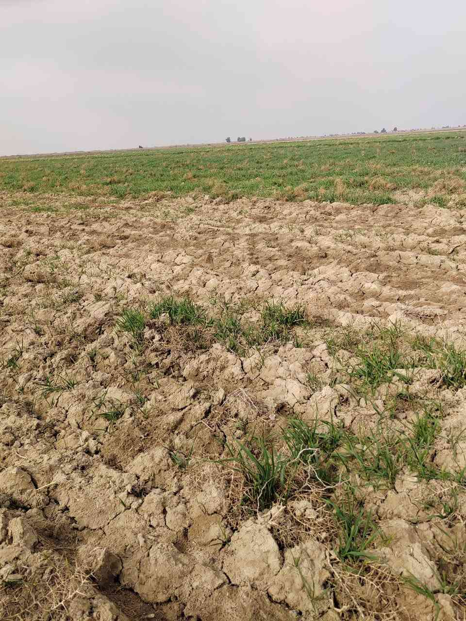 السلام عليكم ورحمة الله اخوان أرض زراعيه ٦٤دونم كهرباء مدرسه شارع تبليط يبعد عنه ٣٠٠متر الاتصال على الرقم ***********
