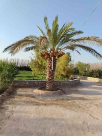 ٢ دونم • دار ٣٥٠م • نخل ٢٢ مثمر