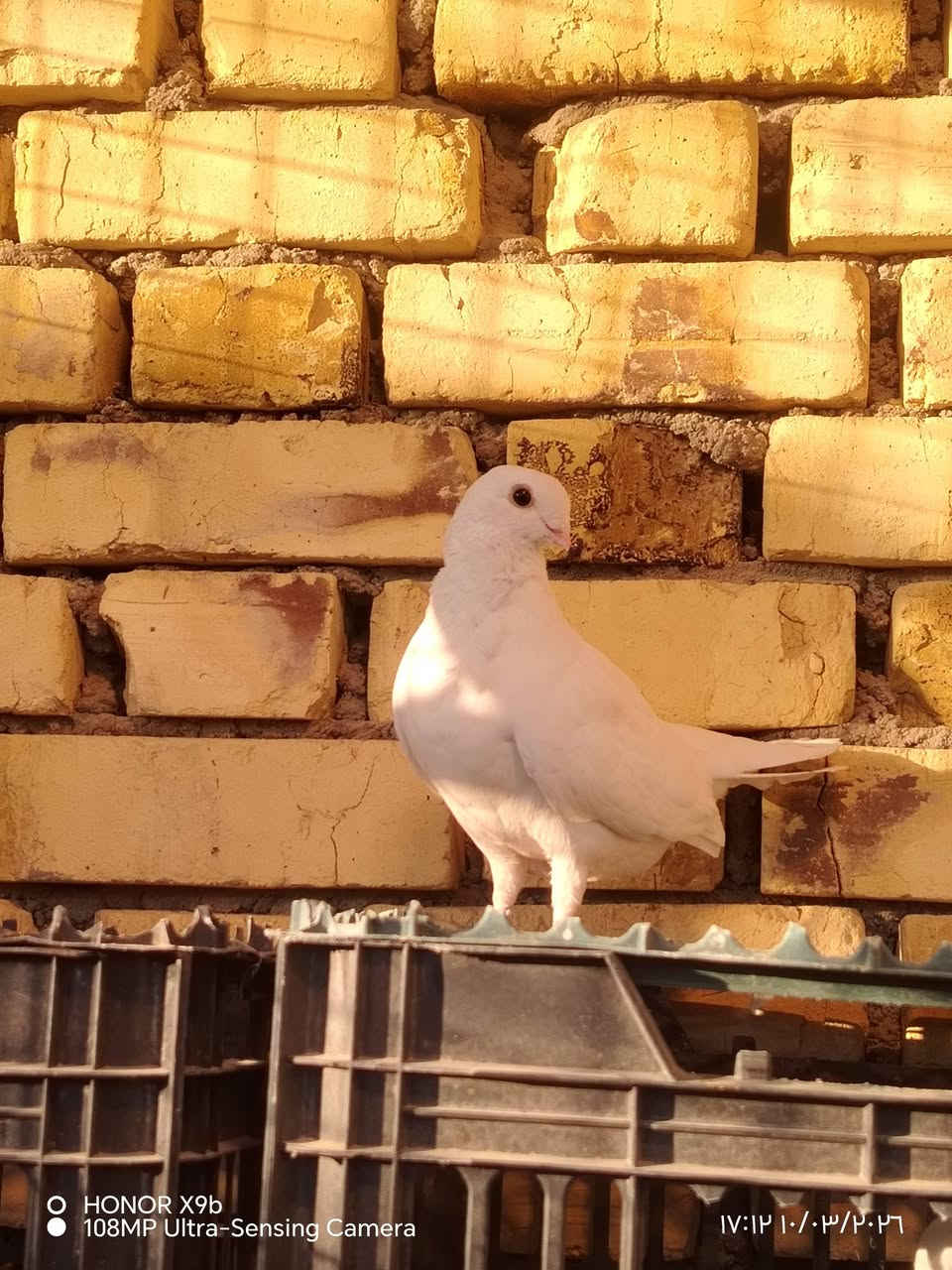 10 ازواج ارافل للبيع امشكل صلم ومكعكل ولعمار مختلفه اكبار وزغار الزوج 12 الف ناصريه مركز ***********
