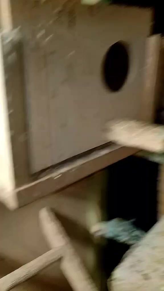 للبيع طيور حب تراكيب ريمبو وبيهن ٣ اوبلاين ٦ أزواج مزاويج وعدهن افراخ وبيهن امبيضات وتك واحد يعني ١٣ واحد ابيع شلع هنه وقفصهن سعرهن ١٢٠ الف تفاصيل أكثر خاص مكاني جلولاء


**إذا كنت صاحب هذا الإعلان وتريد حذفه لأي سبب، رجاءا أرسل رسالة إلى الدعم الفني**