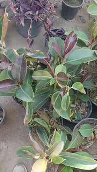 الراشدية • سوك الصغير • مقابل الباله