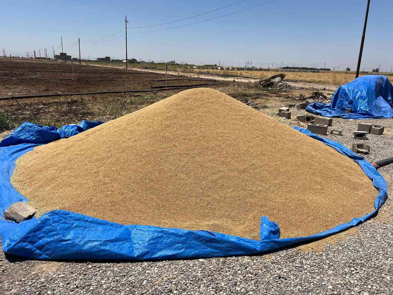 السلام عليكم ورحمه الله وبركاته ،
حنطة نزار نظيفة درجة اولى، ترهم بذور ، 
السعر ٣٩٠ وبيها مجال ... *********** ..
