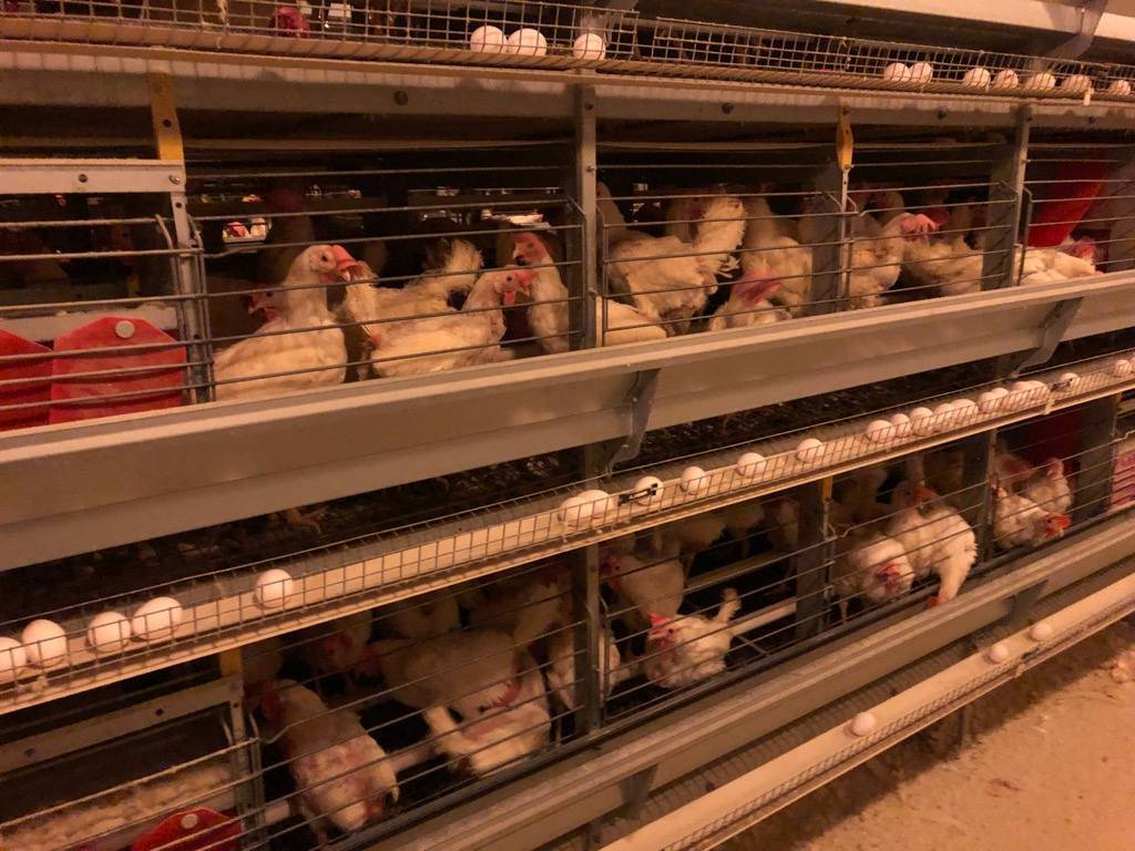 السلام عليكم
 يوجد لدينا حقول دواجن المانيا للبيع بسعر مناسب
سعت كل حقل ٢٠ الف طير 
العنوان النجف كوفه البوحداري
اتصال ***********
