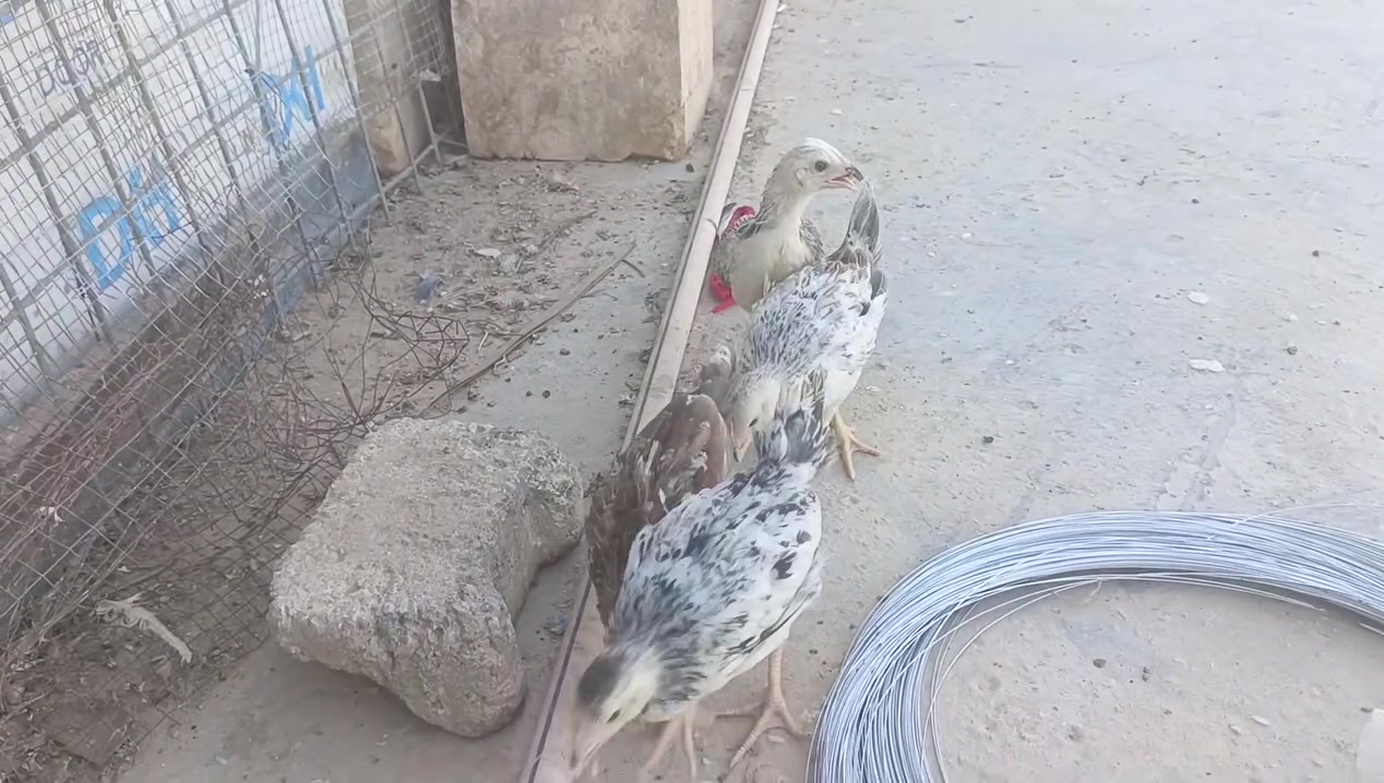 متاح فروجتين دندراوي وحده شوكيه وحده فريه سعر 20


**إذا كنت صاحب هذا الإعلان وتريد حذفه لأي سبب، رجاءا أرسل رسالة إلى الدعم الفني**