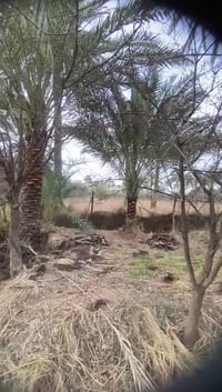 نص دونم • طريق شريفه • طابو زراعي