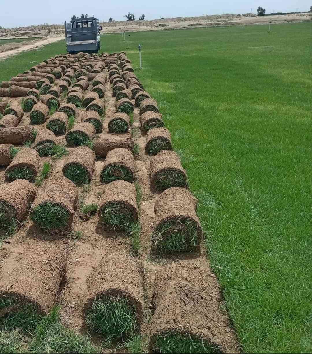 🌿 ثيل أسترالي طبيعي 🌿

نوفر ثيل أسترالي عالي الجودة، يتميز بلونه الأخضر الكثيف، ومناسب للحدائق المنزلية والفلل والشركات.

✅ ملائم لأجواء البصرة الحارة.
✅ يتحمل درجات الحرارة المرتفعة.
✅ يتحمل ملوحة المياه بدرجة جيدة.
✅ يمنح حديقتك مظهرًا أخضر طوال العام مع العناية والري المنتظم.

🚚 يتوفر توصيل إلى جميع مناطق البصرة.

💰 أسعار منافسة.

📞 للاستفسار أو طلب زيارة الموقع:
***********
***********

كما نوفر خدمات متكاملة تشمل:
✔ تسوية الأرض.
✔ تنفيذ منظومات الري.
✔ تصميم وتنفيذ الحدائق.

#ثيل_استرالي
#ثيل_طبيعي
#تنسيق_حدائق
#لاندسكيب
#حدائق
#زراعة
#البصرة
#العراق
#Basra
#Landscape
