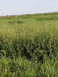 الرفاعي طريق بعير • مزروعة شعير • 30 دونم