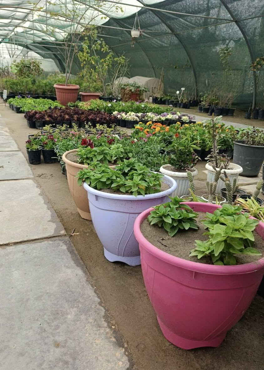 السلام عليكم .🌹🌹🌹
 الربيع بدءٓ يطل علينا ..ونترقب رؤية جمال الازهار ..
توفرت لدينا تشكيلة من الورود ونباتات الزينه والمثمره 🌷🌷
ومستلزمات زراعيه ..ومنشطات زراعيه..التفاصيل مع الصور
العنوان / الناصريه .قلعة سكر / مدخل الحي العسكري من اتجاه الحي الصناعي.. واتساب 
***********
***********
