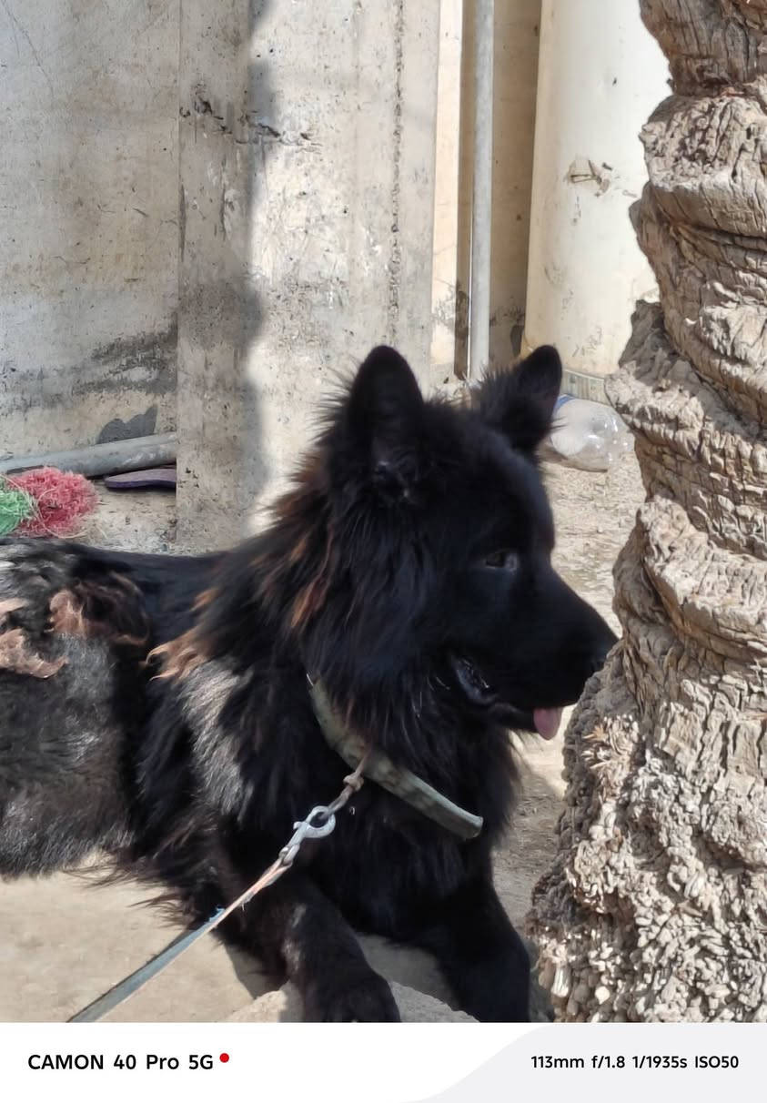 السلام عليكم ورحمة الله وبركاته
يتوفر بيع جيرمن بلاك شيبرد عمر الكلب سنه 

وجميع التفاصيل موجودة في الفيديو 

للتواصل و الأستفسار عن السعر في الرقم ادناه 
وتساب ***********#جيرمن بلاك شيبرد
