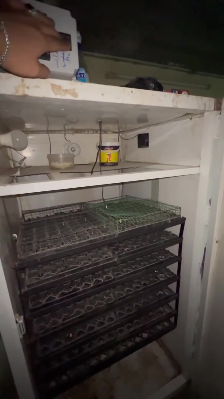 سەرەتا بەناوی خوای گەورە  ئەم مەقفەسەم هەیە ئەیفرۆشم بێ کێشەیە  گشت گیانی ئۆتۆماتیکە  بە کارەبایەکی کەم ئیشەکات  ٩٨٠ هێلکە ئەگرێت 🐣 بۆ سعریشی نامە بنێرە یان جەرەس بکە بۆ ئەم ژمارە ***********🌹. ئەدمینی گوڵ 🌹🌹
