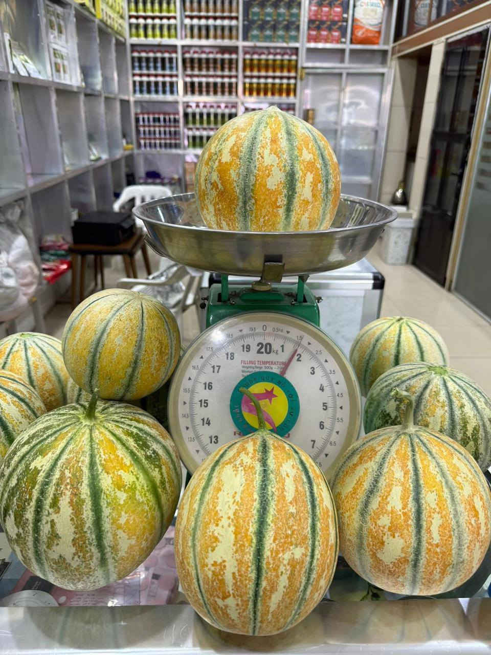 🍉 أجود أنواع بذور الرقي والبطيخ الهجين F1 متوفرة الآن! 🍈
​📋 الأصناف المتوفرة لدينا:
​🍉 رقي Crimson Sweet F1 (شركة Kalash و Veggie Seeds)
​🍉 رقي Ghalina F1 (شركة Syngenta الشهيرة)
​🍈 بطيخ Sana F1 (شركة Kalash و Rooty و Veggie Seeds)
​🍈 بطيخ Joyce F1 (شركة Bio Verde)
​🍈 بطيخ Muna F1 (شركة Veggie Seeds)
​✨ لماذا تختار بذورنا؟
​نسبة إنبات عالية: تتجاوز 90% إلى 95% لنمو متناسق وقوي.
​ثمار ممتازة: حجم وشكل مثالي للسوق، وطعم شديد الحلاوة.
​مقاومة عالية: هجين مطور لمقاومة الأمراض والظروف الجوية الصعبة.
​📦 الكميات محدودة جداً! اضمن نجاح محصولك واحجز الآن.
​📞 للطلب والاستفسار:
​💬 واتساب: ***********
​📞 اتصال: ***********
