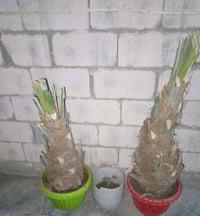 فسايل نوع مكتوم اصفر  عدد 2   السعر  100الف   07722044820