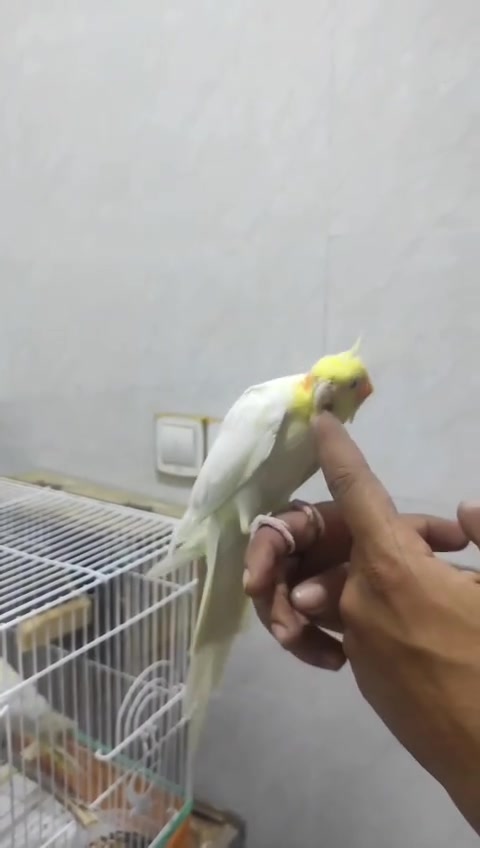 متاح كوكتيلات اليف شكريات عراقيات مزاويج زوجهن ب80 هنه وقفصهن ب100 على وجه مبياض
***********
***********
