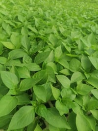 باذنجان • طماطه • توصيل كميات