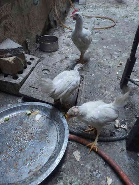 السلام عليكم 
متاح ديج ودجاجتين افراخ كبار السعر ٣٠ الف *********** شهداء البياع
