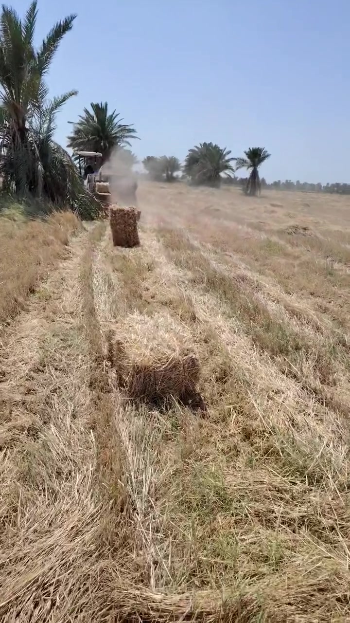كبسات تبن حنطه للبيع العدد مفتوح شكد ما تريد للتواصل واتساب *********** أو خاص
