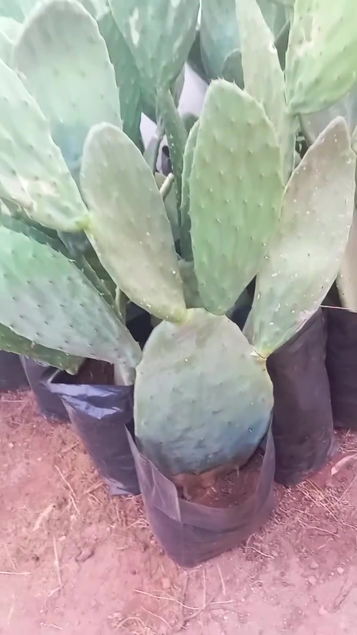 🌵 شتلات التين الشوكي المجذّرة للبيع 🌵
كما تلاحظون، الشتلات مجذّرة بشكل جيد وجاهزة للغرس، مما يضمن انطلاقة قوية ونموًا سريعًا بإذن الله.
✅ جذور قوية وصحية
✅ جاهزة للزراعة
✅ مناسبة للمشاريع الفلاحية والضيعات
📩 للطلب أو الاستفسار، راسلونا عبر الخاص أو اتركوا تعليقًا.
#التين_الشوكي #الصبار #شتلات_التين_الشوكي #شتلات_للبيع #فلاحة #مشاريع_فلاحية #زراعة #فلاح #فلاحة_المغرب #المغرب #استثمار_فلاحي #ضيعات #غرس #نباتات #مشتل #زراعة_التين_الشوكي #صبار #شتلات #بيع_الشتلات #فلاحين_المغرب 🌵🌱


**إذا كنت صاحب هذا الإعلان وتريد حذفه لأي سبب، رجاءا أرسل رسالة إلى الدعم الفني**