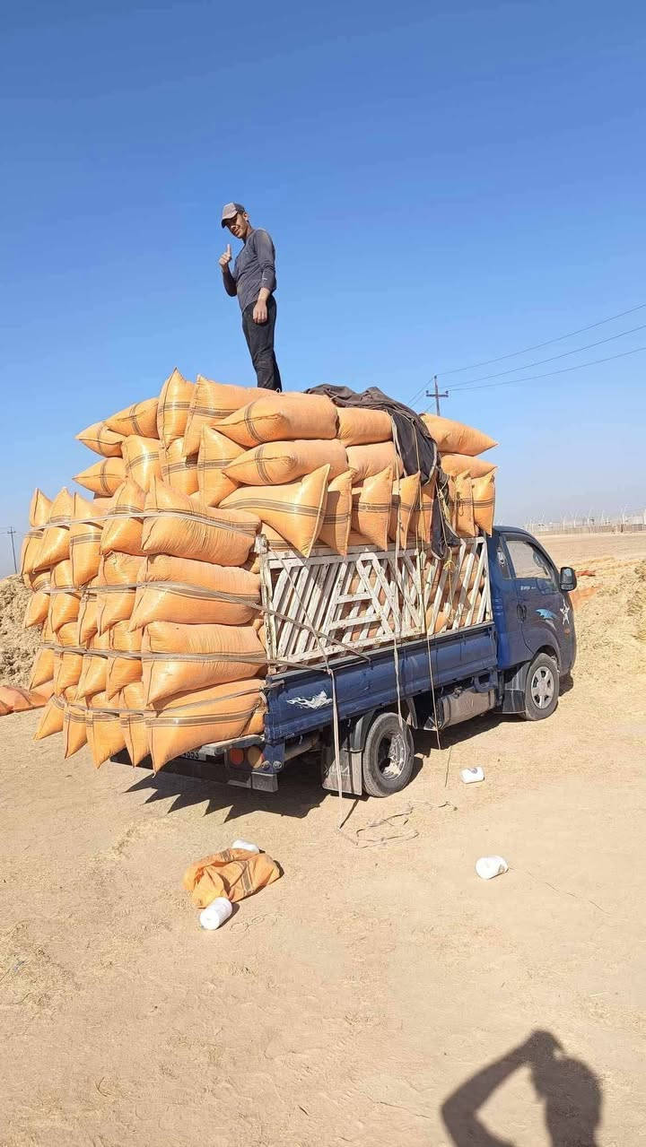 السلام عليكم
يوجد تبن للبيع شليف ابو 60ترس فول يوجد توصيل جميع جميع محافظة العراق  وسعربالمكان 3000 /او الاتصال على الرقم ***********
