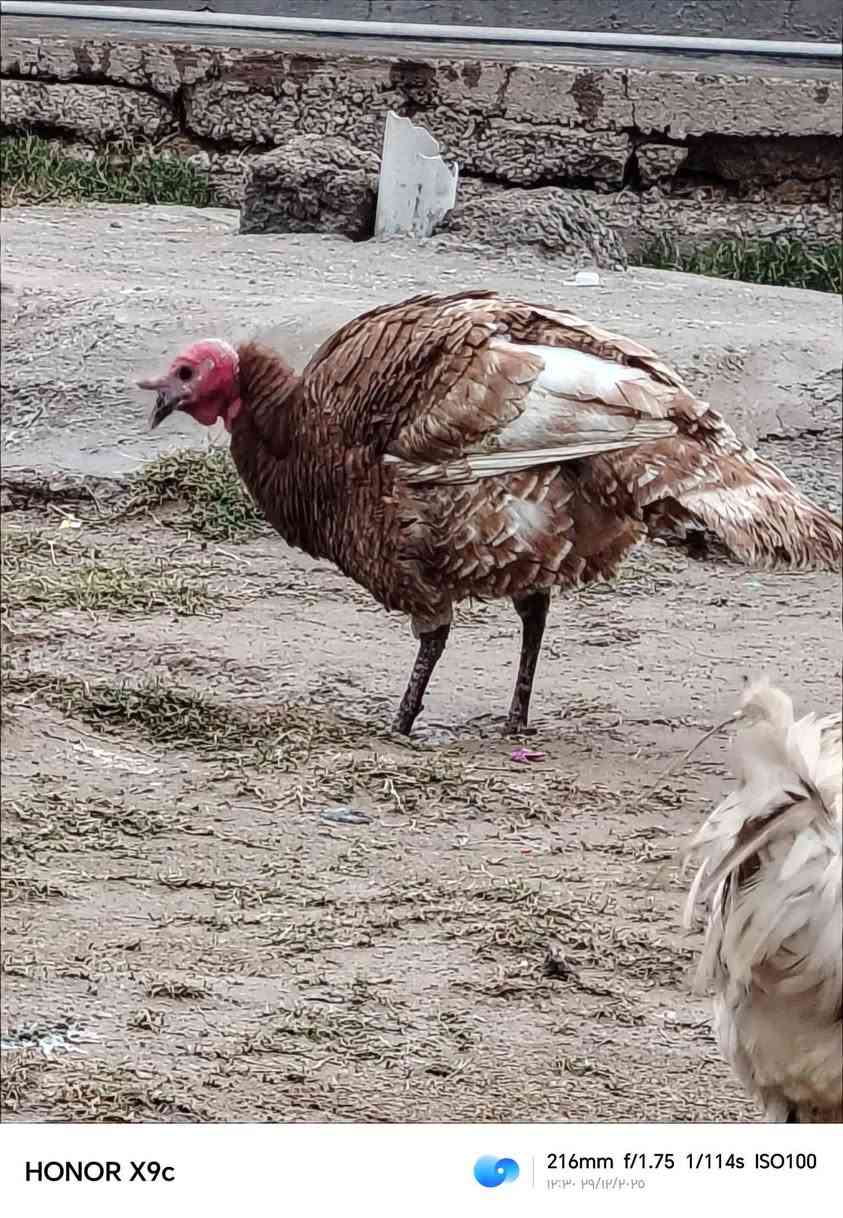 السلام عليكم  يوجد شيش للبيع اللستفسار التصال عل رقم *********** المكان سديرة سفلى
