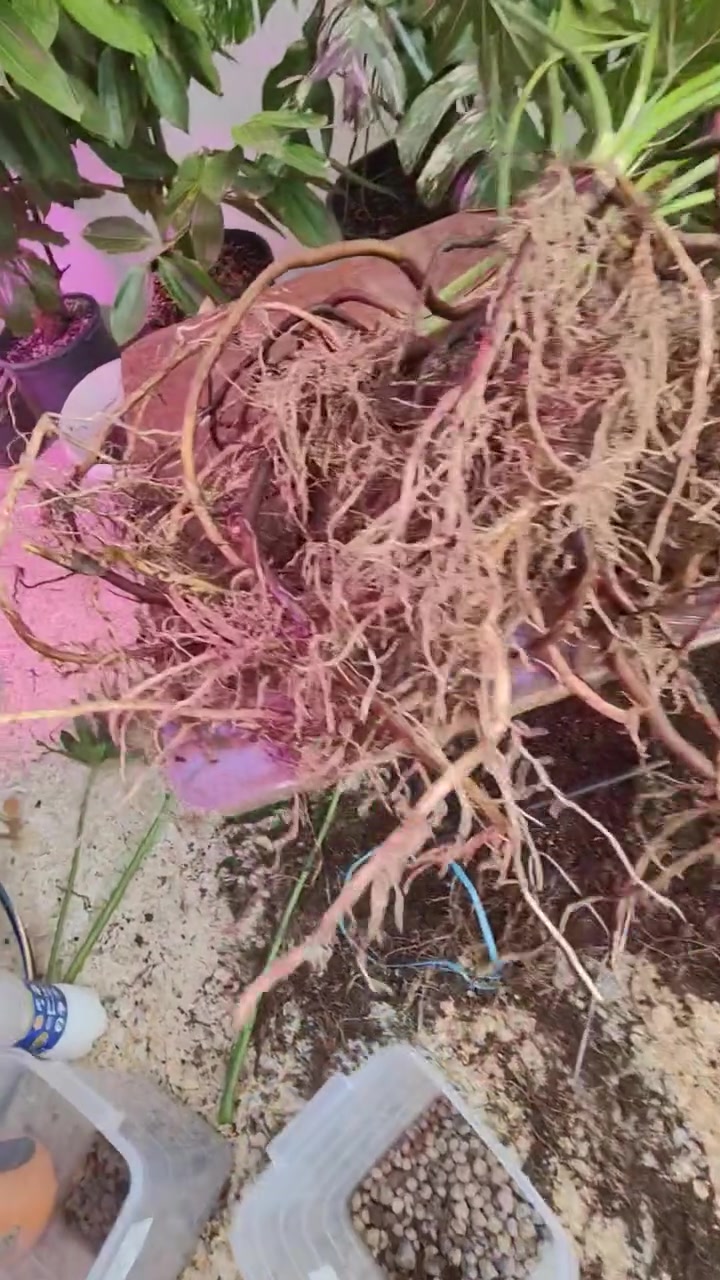 فصل نبات شجرة الحب ( سيللوم ) ماشاء الله


**إذا كنت صاحب هذا الإعلان وتريد حذفه لأي سبب، رجاءا أرسل رسالة إلى الدعم الفني**