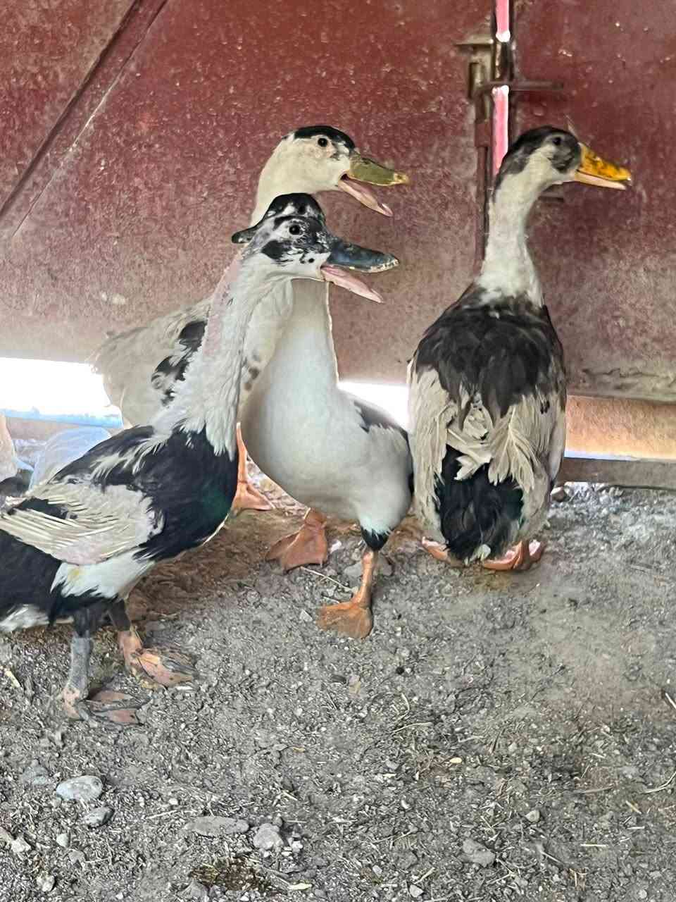 متاح بط عراقي خشن مال جنيه 3 اناثي وفحل بياضات شراي يراسلني خاص مكاني حديثه حي الثمانيه رقم الهاتف 

***********
