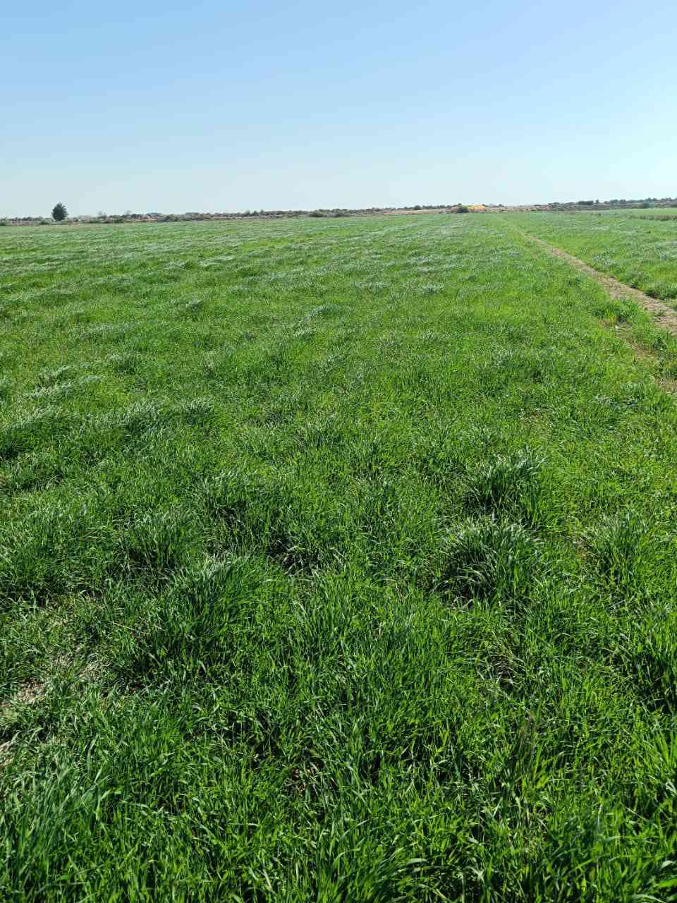 السلام عليكم يوجد چاير في محافظه واسط قضاء الاحرار قرية ال عيسى 35 دونم للتواصل على الرقم ***********
