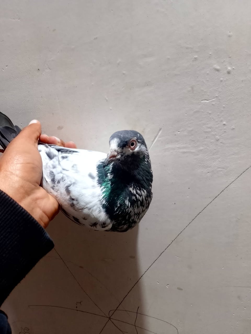 السلام عليكم.
فحل تيدي طيار للبيع السعر 10


**إذا كنت صاحب هذا الإعلان وتريد حذفه لأي سبب، رجاءا أرسل رسالة إلى الدعم الفني**