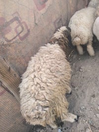 شامية • نعجتين اضحية • سمان