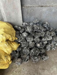 سماعات كوري تفيصخ 400زوج جمله فقط بيع كل الكميه. 07812682929