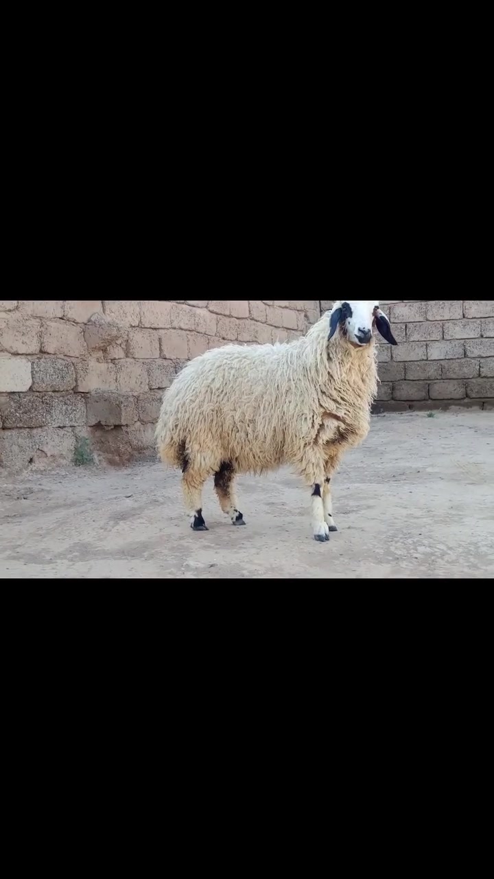 درجه بكمه خشنه وحالها فول 
مكفوله من كل عيب 
مكاني شرقاط قريه شكراً 
***********
