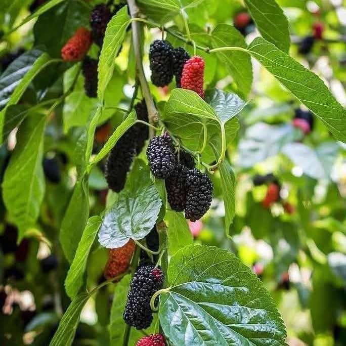 السلام عليكم متابعينا 🤍.
بمناسبه الموسم الربيعي توفرت مجموعه من شتلات اشجار النفضيه المطعمه 🌳🌳❤️
تفاح ابراهيمي مطعم ارتفاع اقل المترين السعر ٧ الف🍏
تفاح كاغدي مطعم ارتفاع اقل المترين السعر ٧ الف🍏
تفاح احمر مطعم ارتفاع اقل المترين السعر ٧ الف🍎
مشمش مطعم ارتفاع اقل المترين السعر ٩ الف🍑
الو اصفر مطعم ارتفاع اقل المترين السعر ٩ الف🍑
عرموط صيفي مطعم ارتفاع اقل المترين السعر ٩ الف🍐
خوخ عراقي مطعم ارتفاع اقل المترين السعر ٩ الف 🥭
تكي كندي ارتفاع اكثر من متر السعر ٧ الف 🫐

📍العنوان: بابل/ محاويل.
📍 متوفر توصيل لجميع محافظات العراق 🚗🚗 
📍للحجز والاستفسار يرجى مراسله الصفحه او مراسلتنا على واتساب من خلال الرقم ***********
