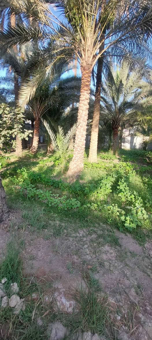 قطعة ارض للبيع بمساحة 300م
ملك صرف / خدمات كامله 
تبعد عن شارع تبليط 100م

العنوان/ 
شارع الحافظ قرب مستوصف الحافظ 
للاستفسار/ ***********
