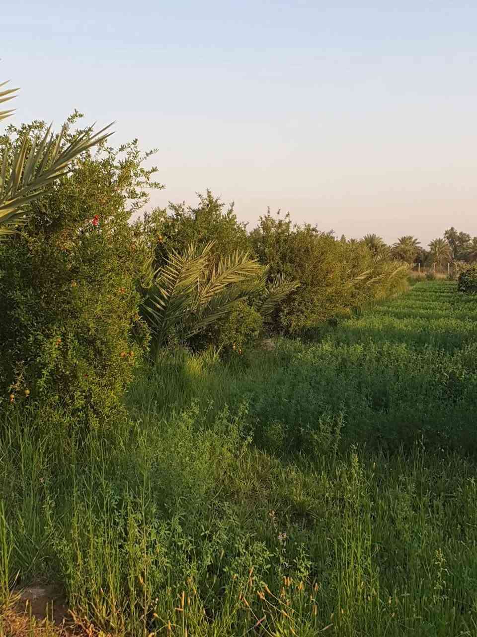 السلام عليكم مزرعه للبيع 5 دونم منطقة البصام ماء كهرباء سند 25طابو زراعي سند الكاظمي مزروعة بستان كامل مع حمضيات وبيت كامل سعر الدونم 90 وبيه مجال للاستفسار اتصل *********** /*********** واتساب
