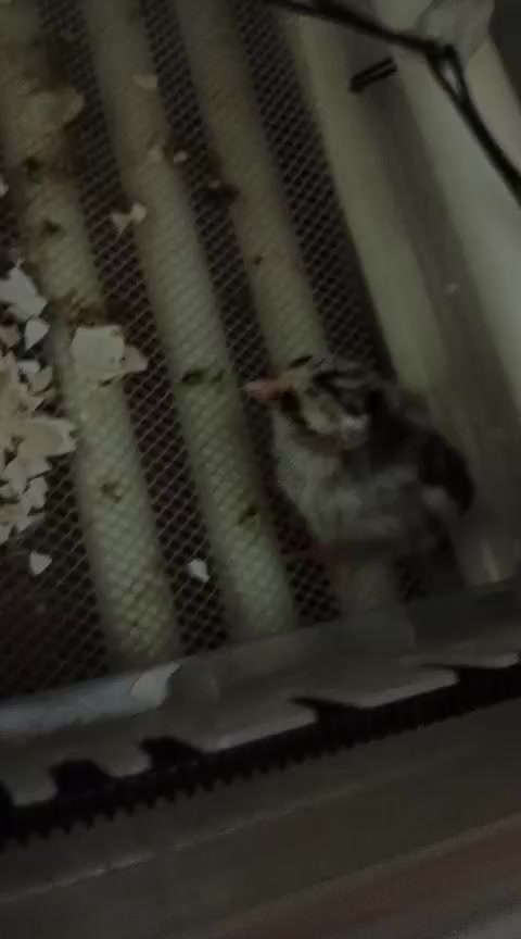 اسلام وعليكم
مكلف بل نشر فقاسه للبيع 
نضيفه شرط التفقيس 
60 بيضه تشيل الريده يخابر عل رقم ‏‪***********‬‏
