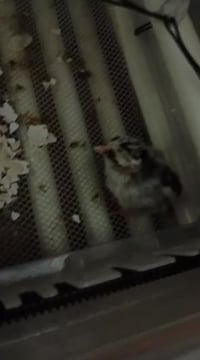 اسلام وعليكم مكلف بل نشر فقاسه للبيع  نضيفه شرط التفقيس  60 بيضه تشيل ...