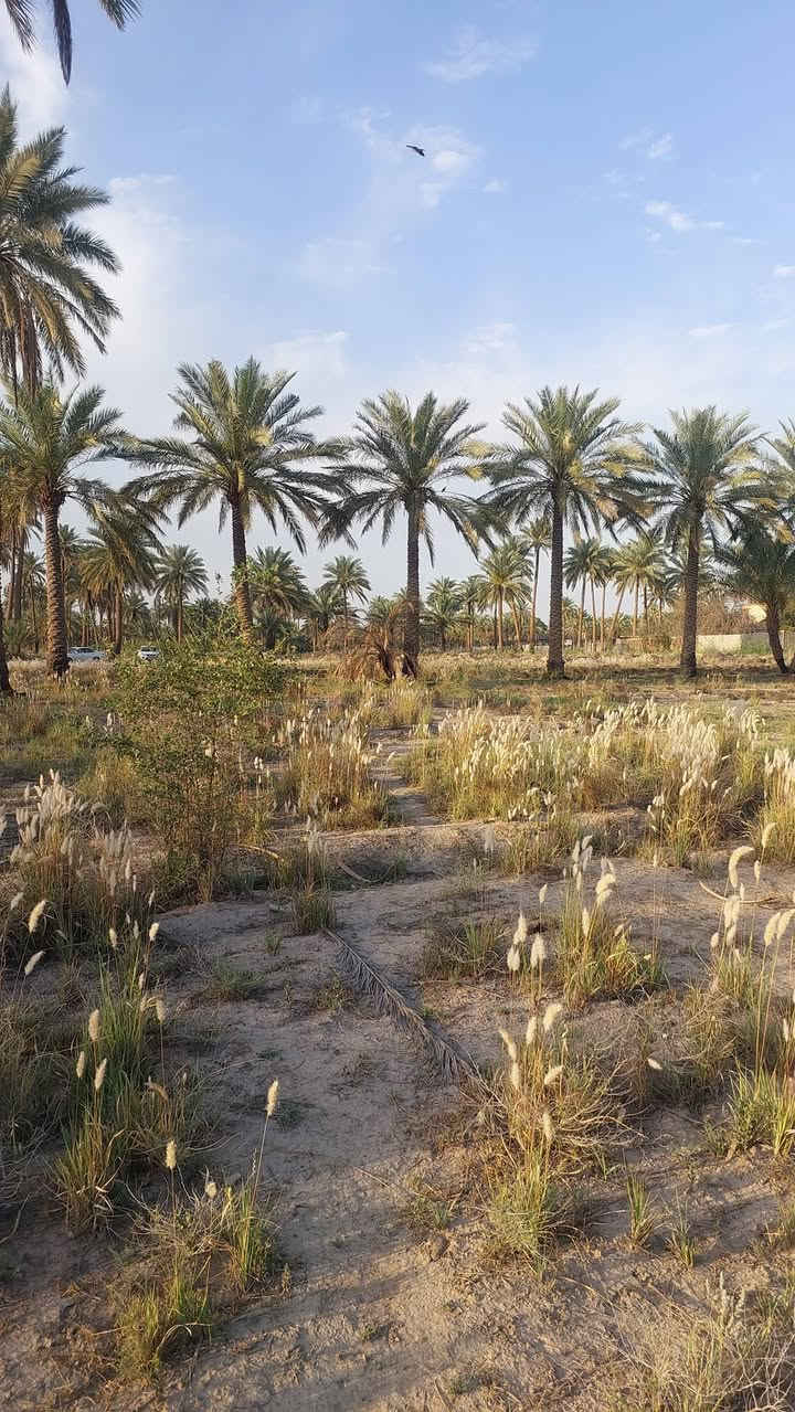 سلام عليكم البيع ٤ دوانم طابو زراعي سند ٢٥ تحويل مباشر ماء اساله كهرباء طريق سبيس في منطقه الغليس خلف معمل غاز حله علا طريق ديوانيه الاتصال بنا ***********او 
***********حله مكتب عقار الاصدقاء بإدارة ابو وليد
