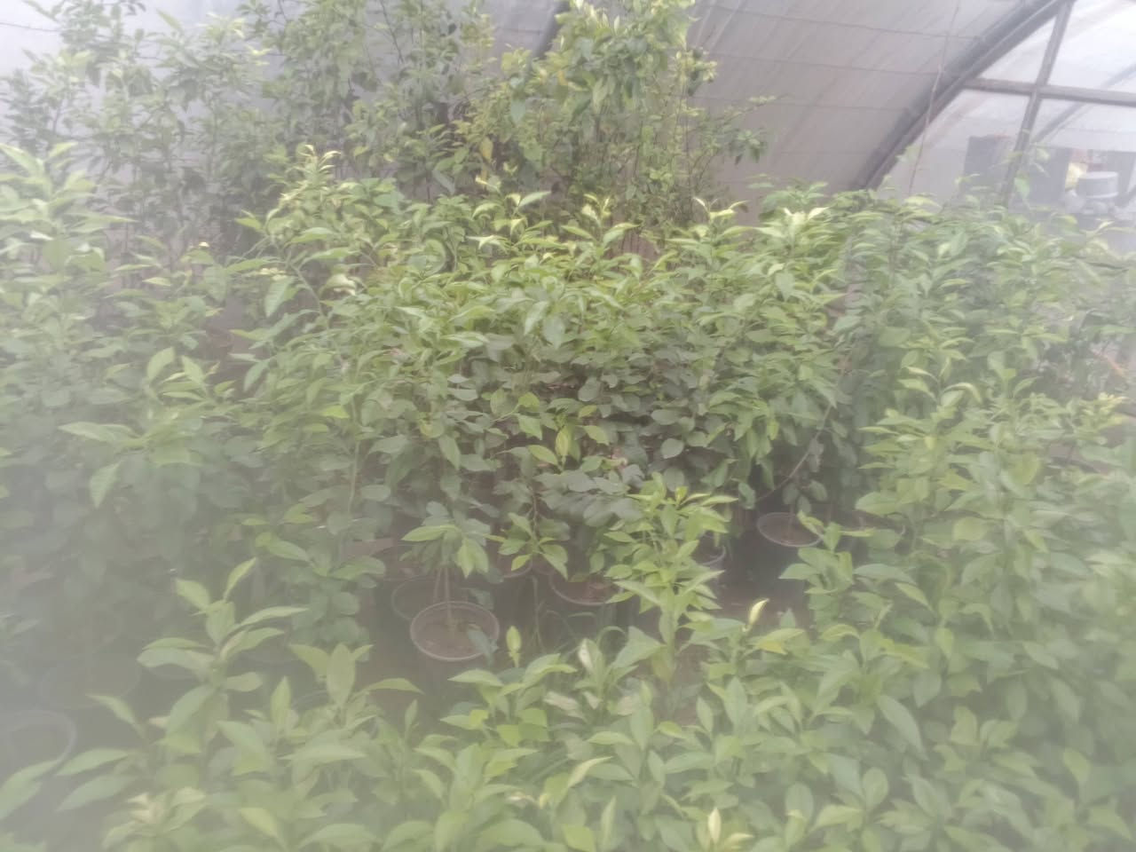 متاح شتل رارنج بسنادين مو جياس
طول متر بالفين اقل بالف ونص اقل بالف 

مكاني طارمية البغدادي يوجد كميات


**إذا كنت صاحب هذا الإعلان وتريد حذفه لأي سبب، رجاءا أرسل رسالة إلى الدعم الفني**