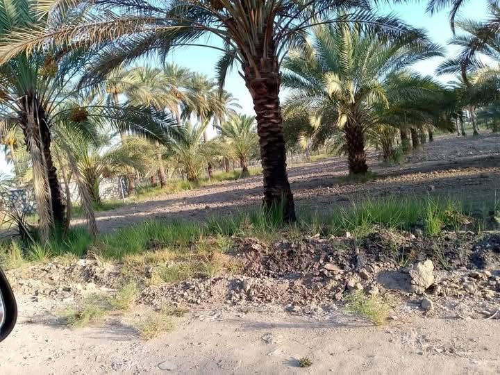 للبيع ارض طابو صنف بستان سند25 مساحتها 2000 متر موقع مميز جدا
موقعها المحاويل قرب بيت أبو الطياره تبعد عن الشارع العام مايقارب 200 متر وعن طريق مطار كربلاء المقدسة الجديد مايقارب 800 متر وعن سنتر قضاء المحاويل 1000 متر 

مواصفات الأرض واجهة 25 متر نزال 80 ركن على ثلاث شوارع الأمامي 10 متر والجانبي 5 متر والي بالخلف 8 متر  متوفر فيها كل الخدمات تبليط كهرباء وماءً اساله وقريبه من المدارس والأسواق علماً ان الأرض مزروعة نخيل وهذه صور تابعة للأرض 

تحويل الأرض مباشر وفي دائرة طابو المحاويل 

الاستفسار والمعاينة والسعر يمكنكم التواصل عبر الرابط الخاص او الرقم المذكور أو الماسنجر@@

***********

https://api.whatsapp.com/send/?phone=201040175849&te&type=phone_number&app_absent=0&wame_ctl=1@
