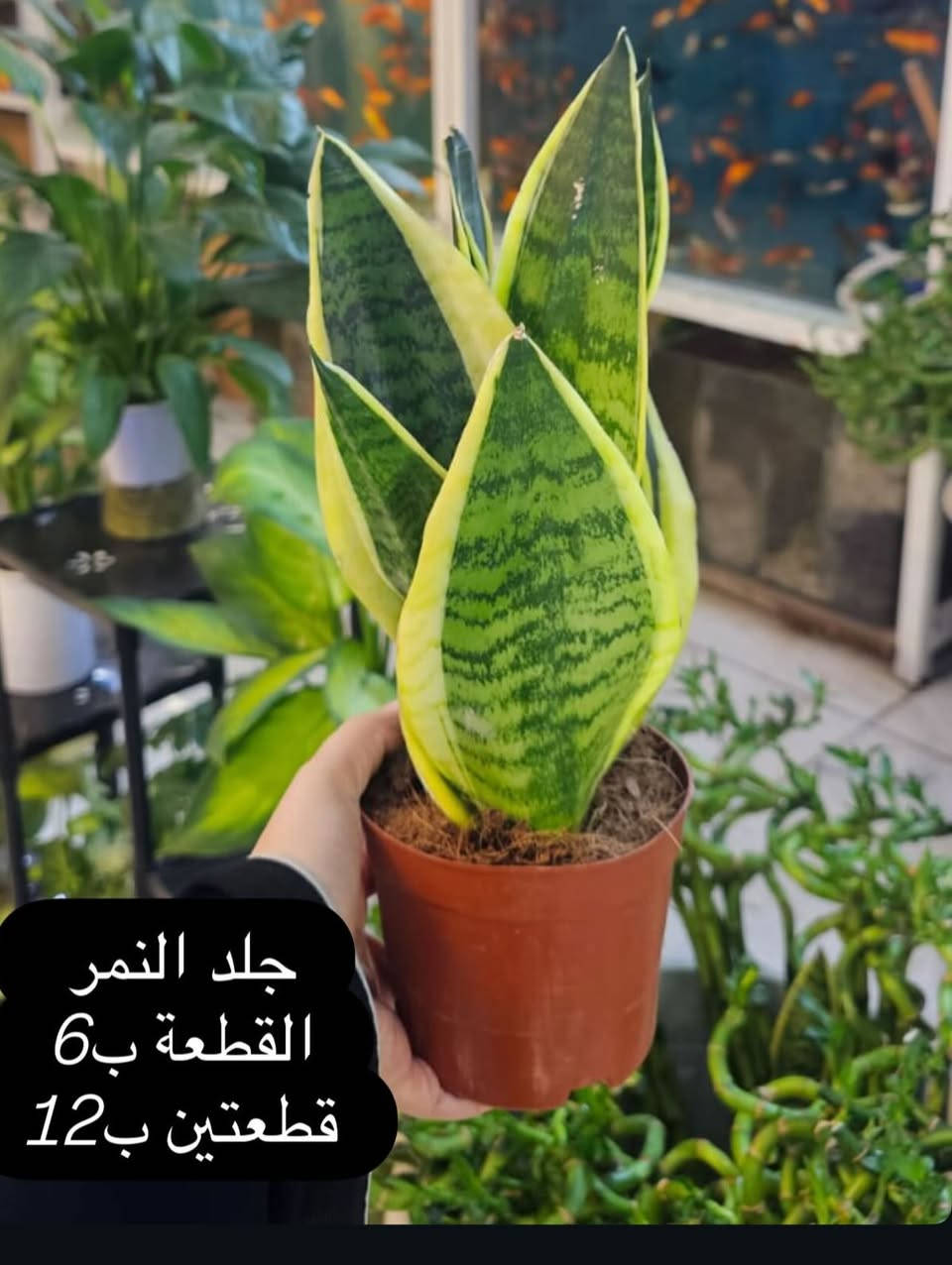 خوش عروض  شوفوهن 😊


**إذا كنت صاحب هذا الإعلان وتريد حذفه لأي سبب، رجاءا أرسل رسالة إلى الدعم الفني**