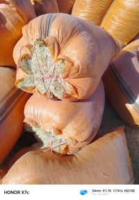 يوجد تبن مجروش كميه مفتوحه للبيع 07814796148وتساب