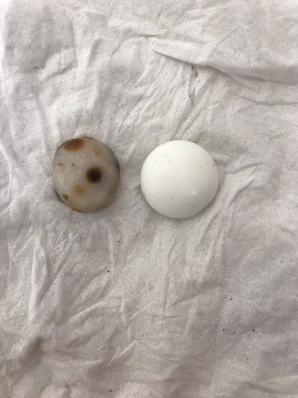 السلام عليكم عرق السواحل نوعين كما موضح في الصورة مع أحجار للبيع التواصل واتساب ***********
