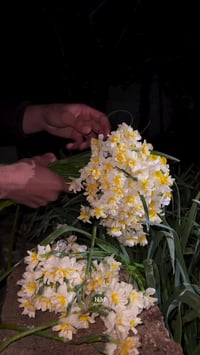 اكري • دهوك • گل